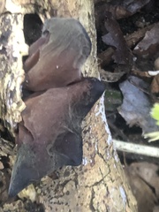 Auricularia auricula-judae
