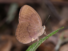 Faunis canens arcesilas