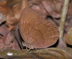 Faunis canens arcesilas