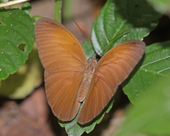 Faunis canens arcesilas