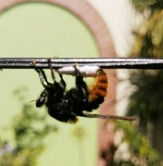 Mallophora ruficauda