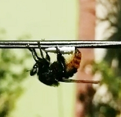 Mallophora ruficauda