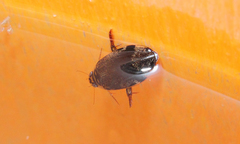Thermonectus