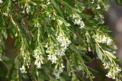 Escallonia cordobensis