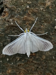 Palpita flegia