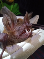 Trachops cirrhosus