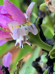 Epicadus heterogaster