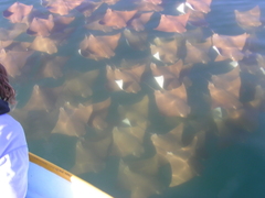 Rhinoptera steindachneri