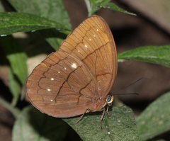 Faunis eumeus assama