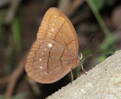 Faunis eumeus assama