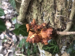 Flammulina velutipes