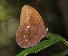 Faunis eumeus assama