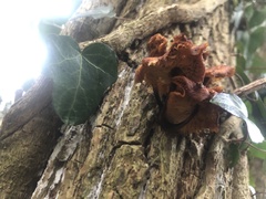 Flammulina velutipes