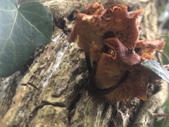 Flammulina velutipes