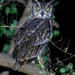 Arabian Eagle-Owl - Photo (c) Gaell Mainguy, some rights reserved (CC BY-NC-ND), uploaded by Gaell Mainguy