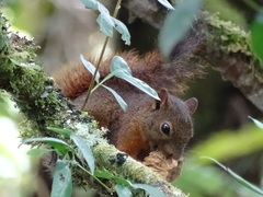 Sciurus granatensis morulus
