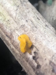 Tremella mesenterica