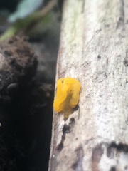 Tremella mesenterica