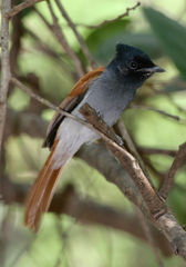 Terpsiphone viridis harterti