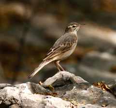 Anthus similis