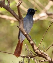 Terpsiphone viridis harterti