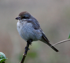 Lanius isabellinus