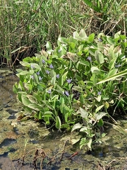 Heteranthera limosa