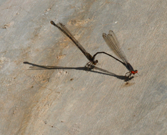 Pseudagrion sublacteum