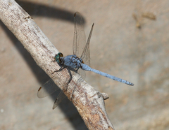 Orthetrum chrysostigma