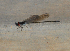 Pseudagrion sublacteum