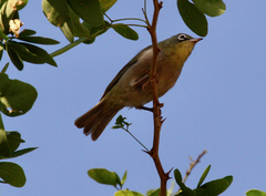 Zosterops abyssinicus