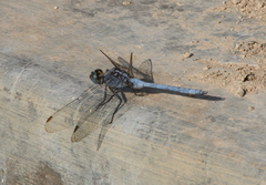 Orthetrum chrysostigma