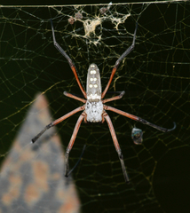 Trichonephila sumptuosa