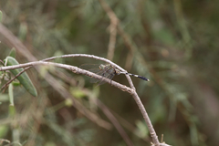 Orthetrum sabina