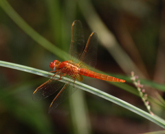 Crocothemis erythraea
