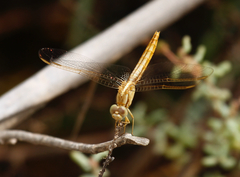 Crocothemis erythraea