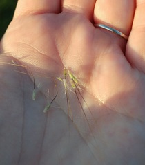 Dichanthium sericeum