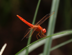 Crocothemis erythraea