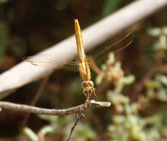Crocothemis erythraea