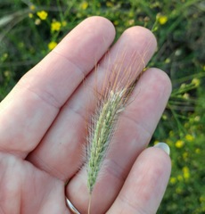 Dichanthium sericeum