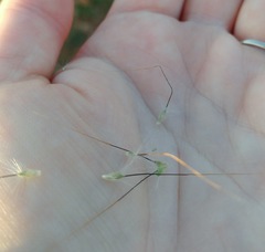 Dichanthium sericeum