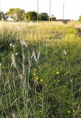 Dichanthium sericeum