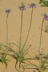 Triteleiopsis palmeri