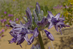 Triteleiopsis palmeri