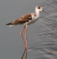 Himantopus himantopus