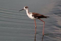 Himantopus himantopus