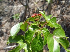 Jatropha gossypiifolia image