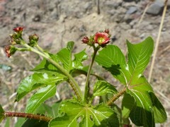 Jatropha gossypiifolia image