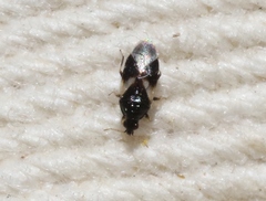 Orius tristicolor