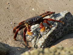 Grapsus albolineatus